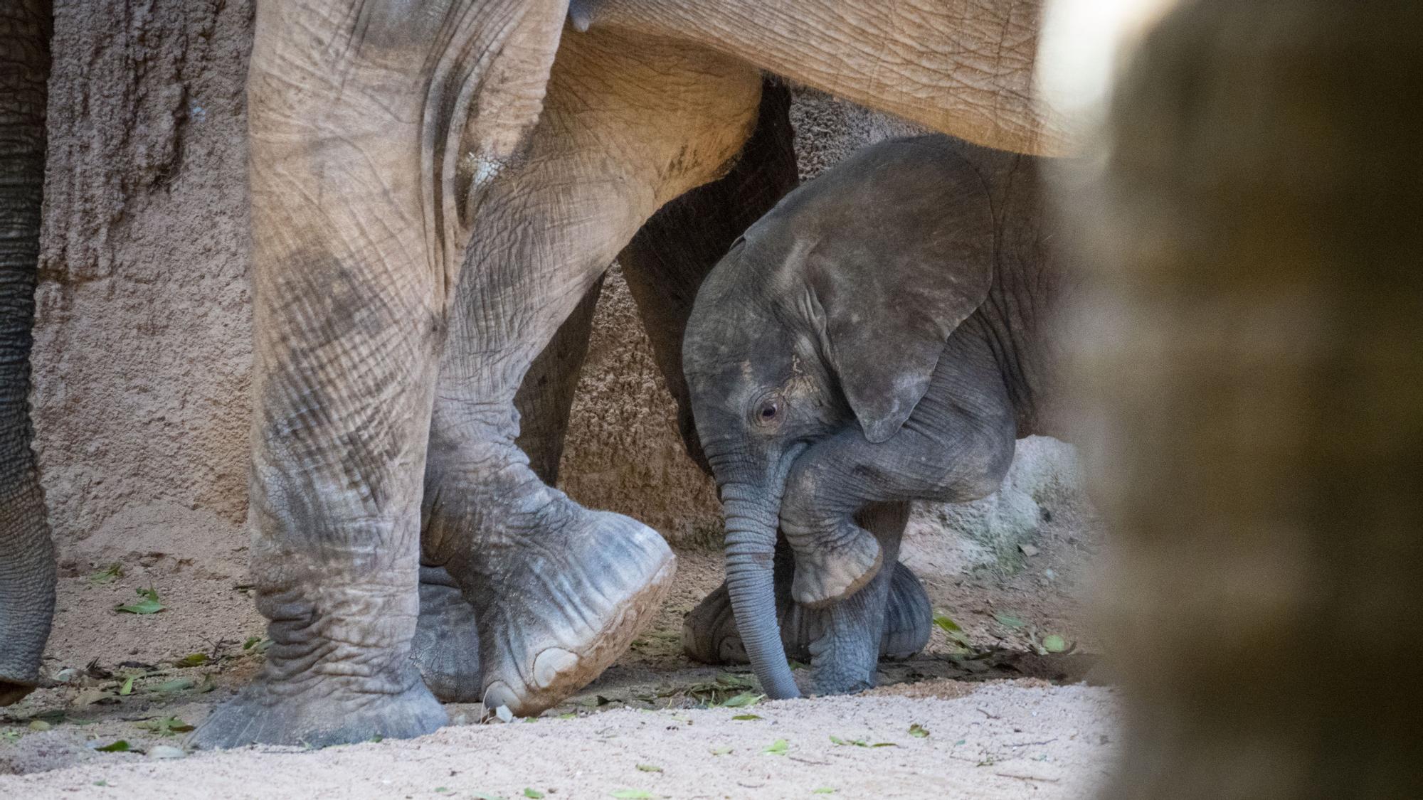 Nace el primer elefante africano en la Comunitat Valenciana