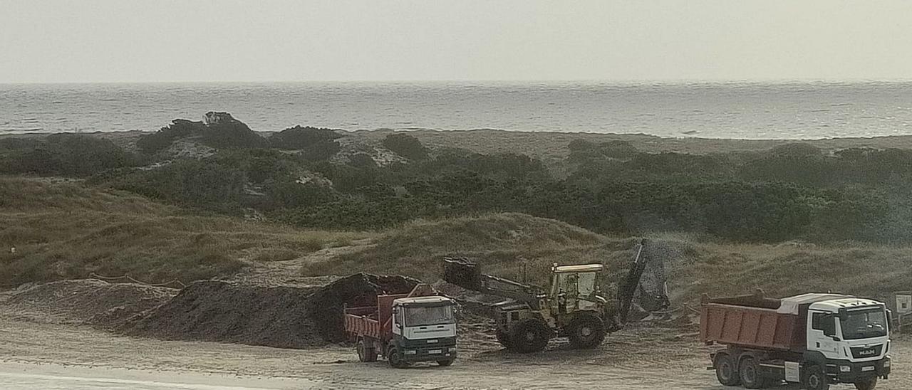 Las maquinas trabajan al amanecer retirando posidonia de la playa de ses Illetes.