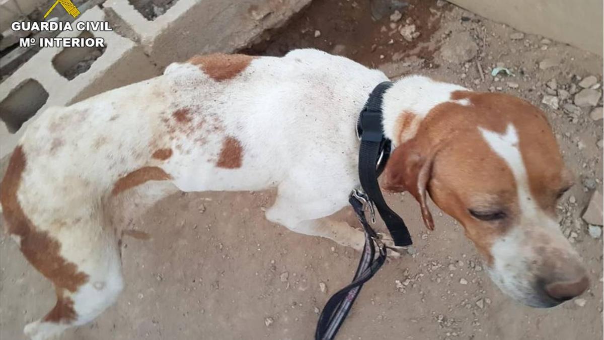 Uno de los perros rescatados en Polop.