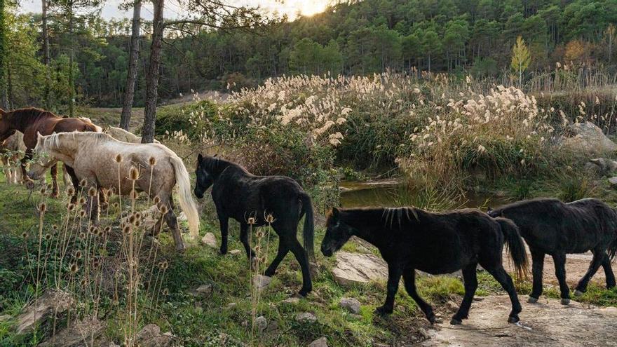 Cavalls que es recuperen a la natura