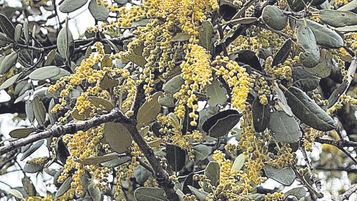 Flor de la encina.