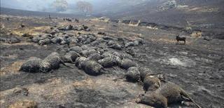 Los incendios forestales arrasan más de 130.000 hectáreas en Australia