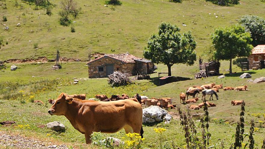 Tregua en la “guerra de pastos” de San Isidro: las vacas de Aller no se cercarán