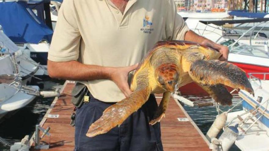 Un pescador rescata una tortuga boba herida