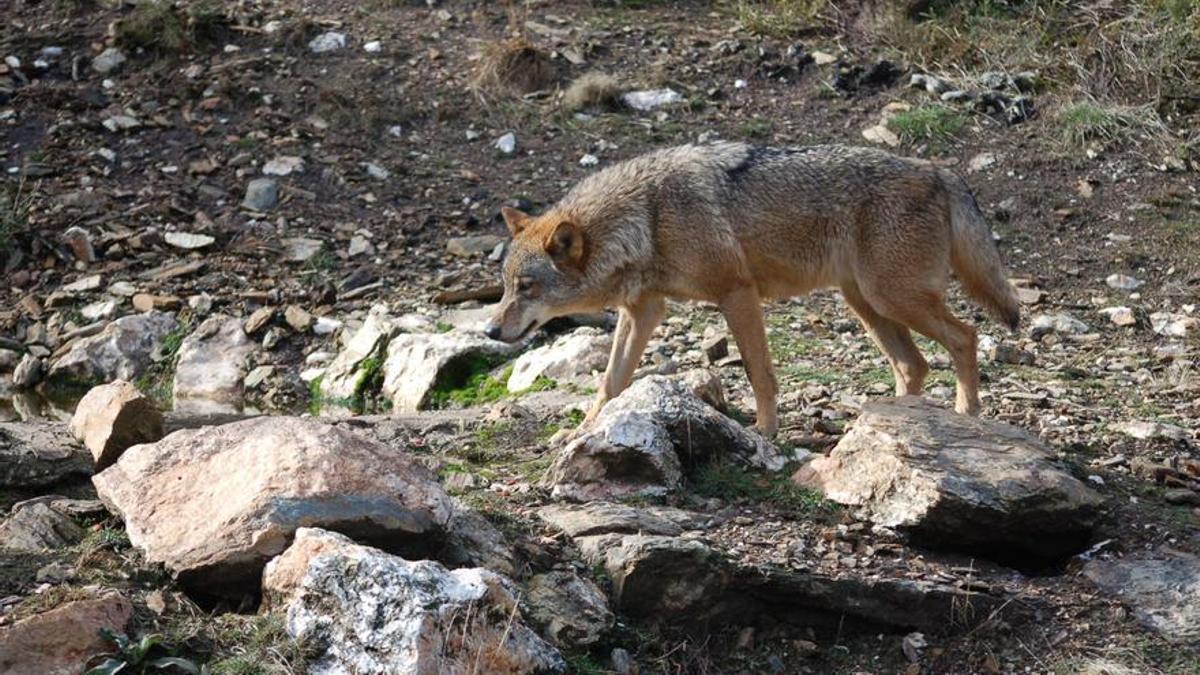 Zamora encuentra en el lobo un nicho para atraer al turista