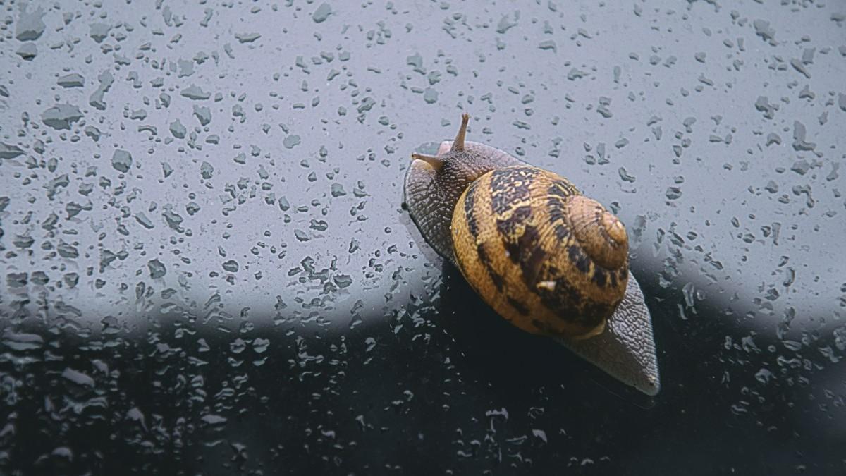 Un caracol en una ventana