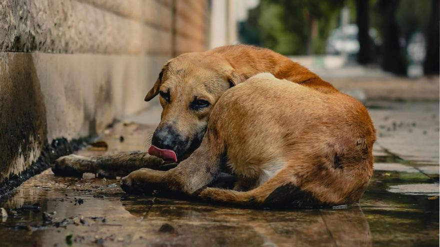 Hacia el fin del abandono: España unificará el registro de animales de compañía