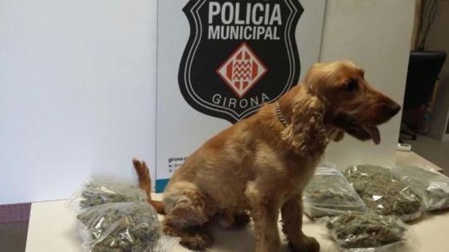 El gos policia amb la droga interceptada