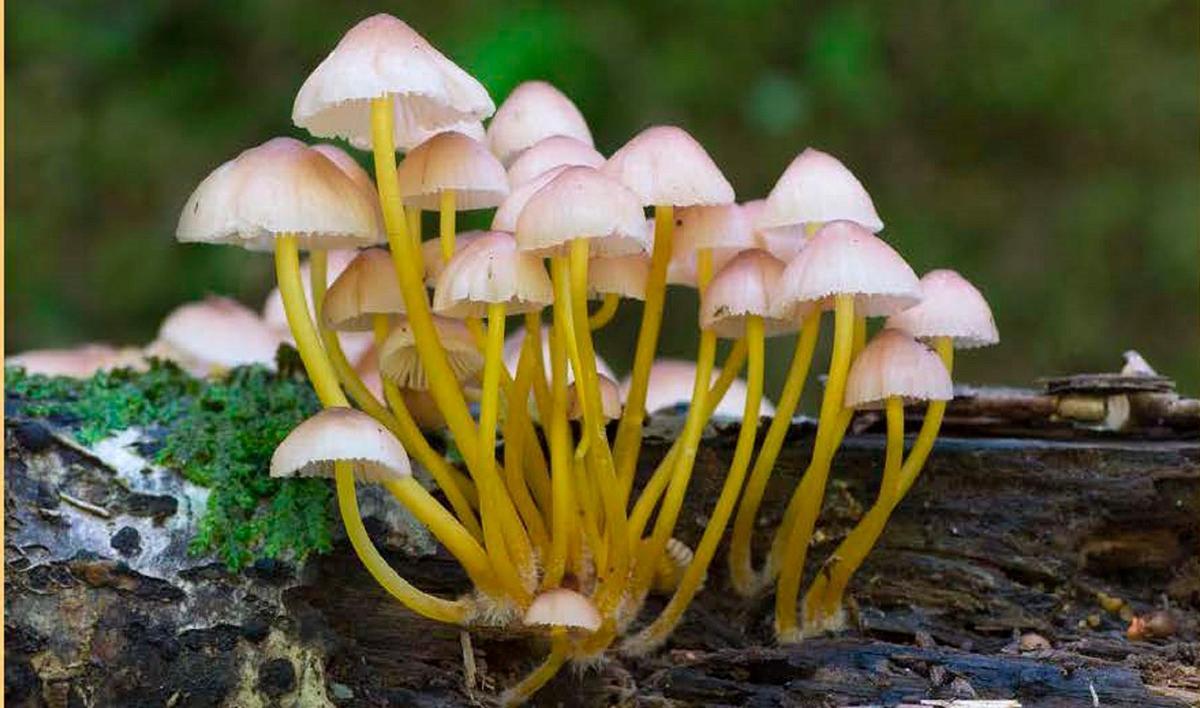 MACROMICOBIOTA. Una afloración de hongos en la sierra lucense de O Courel Foto: USC