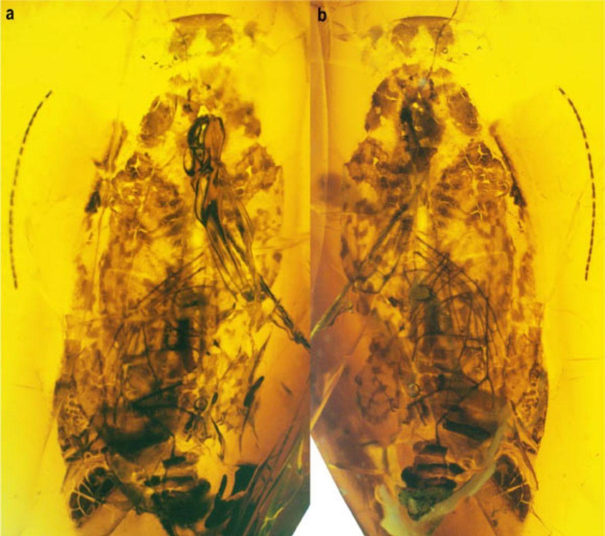 Alienopterix santonicus en ámbar, en vista dorsal (a) y en vista ventral (b).