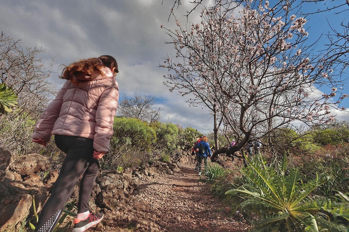 Rutas para disfrutar del almendro en flor organizadas por el Ayuntamiento de Santiago del Teide.