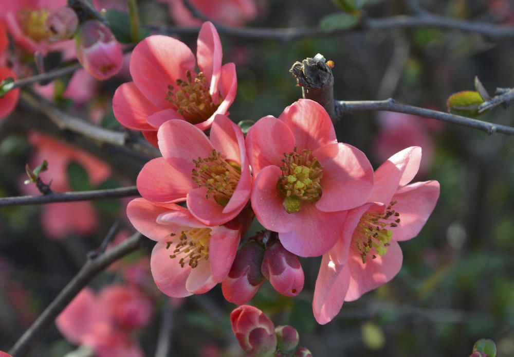 ‘Chaenomeles japonica’. Una bonica branca d'arbust caducifoli de la família de les rosàcies. Es tracta d’una flor del codonyer japonès, molt utilitzat en jardins de manera ornamental i el seu fruit és usat per fer melmelades.