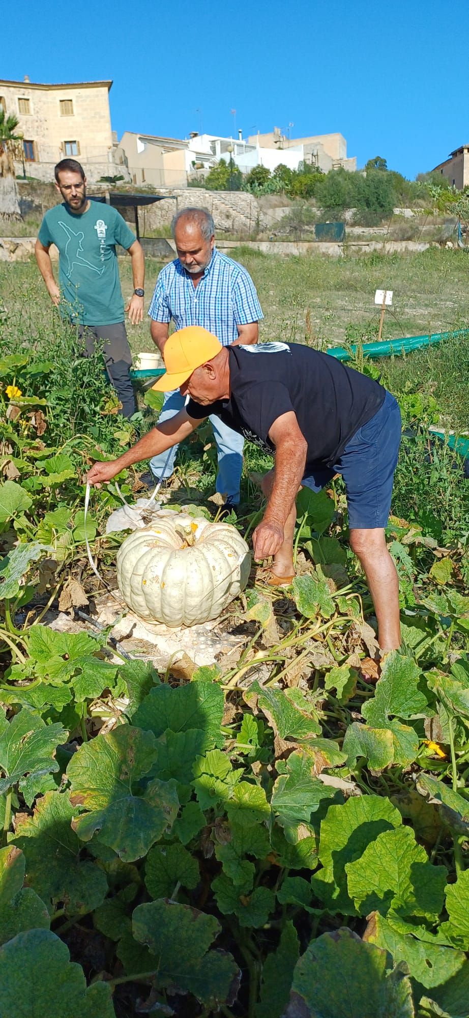 FOTOS | Muro recoge las calabazas sembradas en la finca experimental