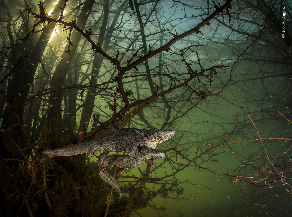 Wildlife Photographer of the Year / Joao Rodrigues / Ganador en la categoría de comportamiento de anfibios y reptiles.