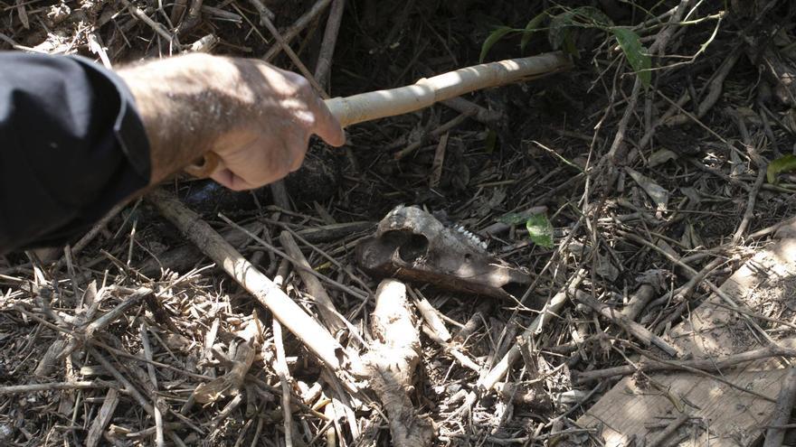 Aparecen cadáveres de cerdos a 100 metros de una granja arrasada por la dana