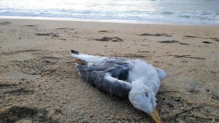 Detectadas cinco gaivotas afectadas por gripe aviaria en Ribeira e Porto do Son