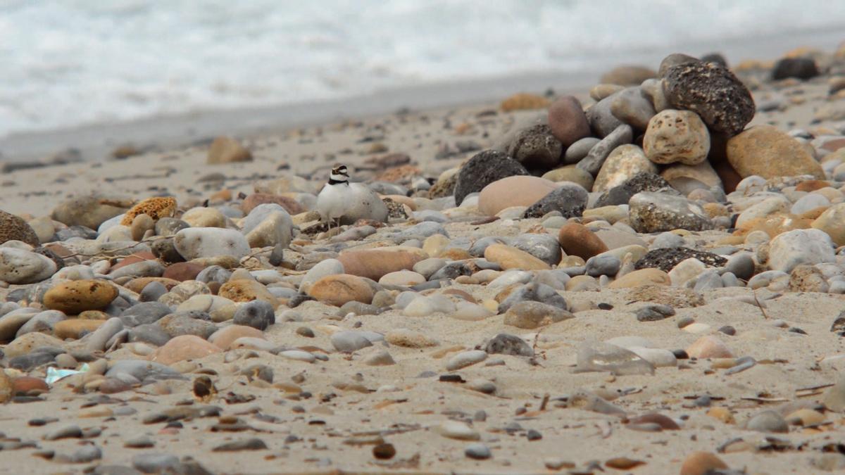 El corriol menut fa els seus nius barrejant pedres, grava i arena de les platges.