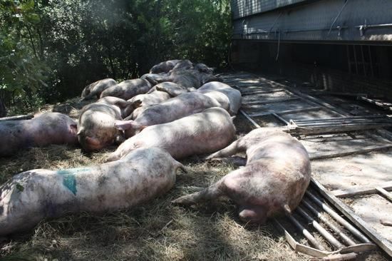 Un camió de porcs s''estavella a l''Espunyola