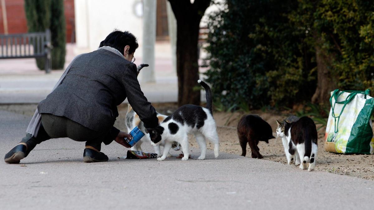 Una mujero alimenta a un grupo de gatos en una imagen de archivo.