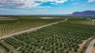 El recorte del trasvase provocará unas pérdidas de 6.000 millones de patrimonio agrícola en la provincia de Alicante