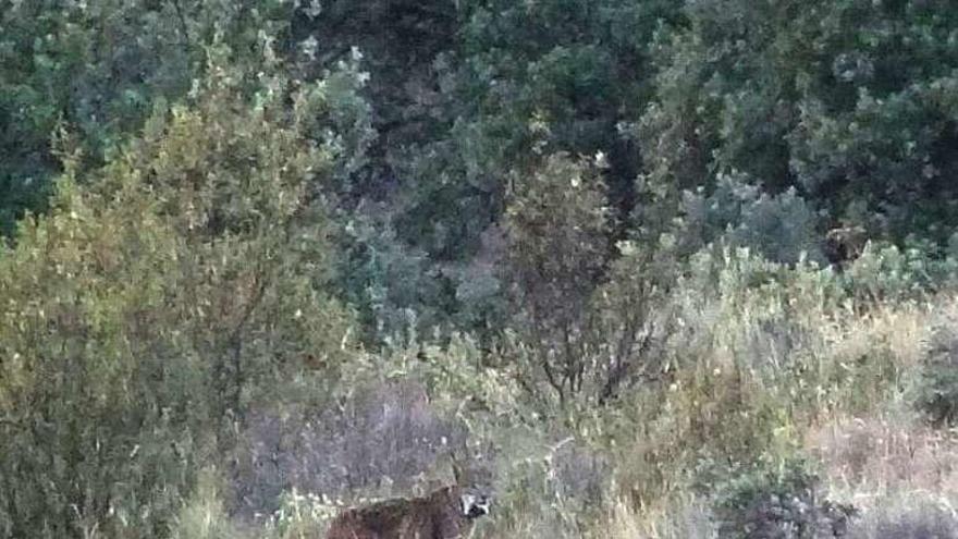 El lince Kentaro cuando fue avistado en Sanabria.