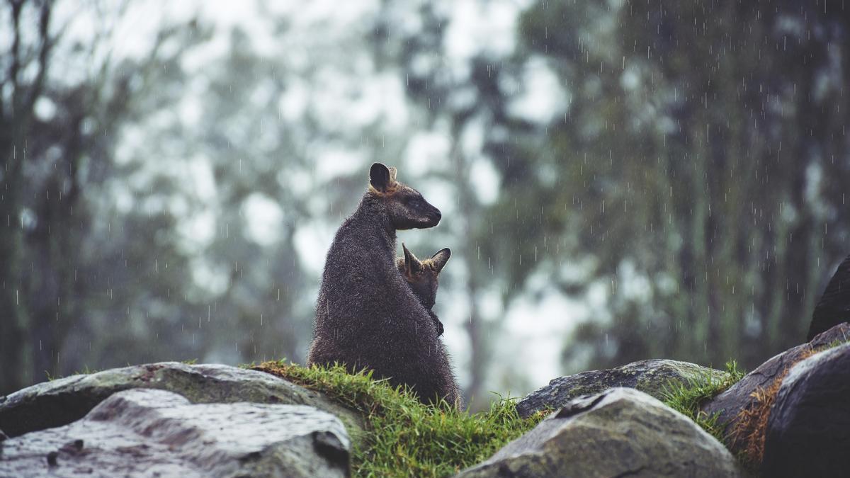 Una hembra de canguro y su cría bajo la lluvia.