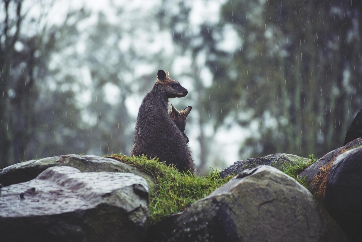 Una hembra de canguro y su cría bajo la lluvia.