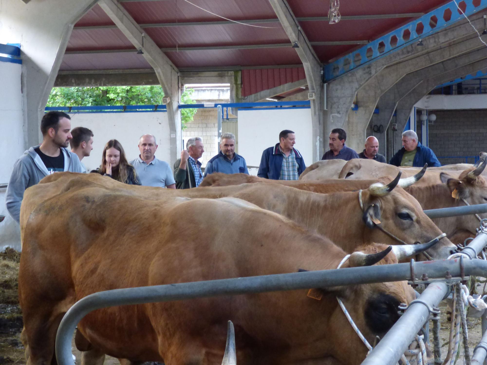 La feria canguesa de la Cruz de Mayo reúne a más de un centenar de cabezas de ganado
