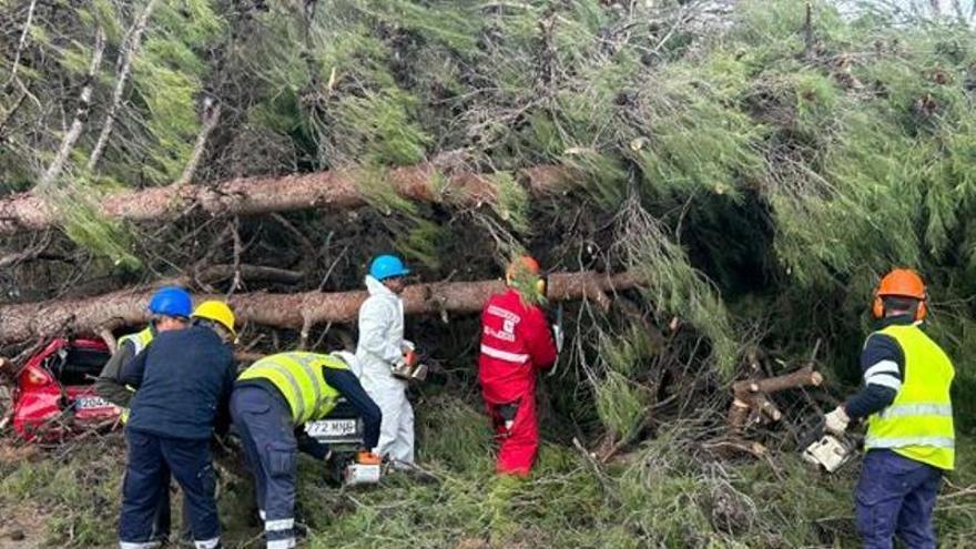 El viento provoca la caída de un árbol de grandes dimensiones en Totana y cierra instalaciones deportivas en Murcia