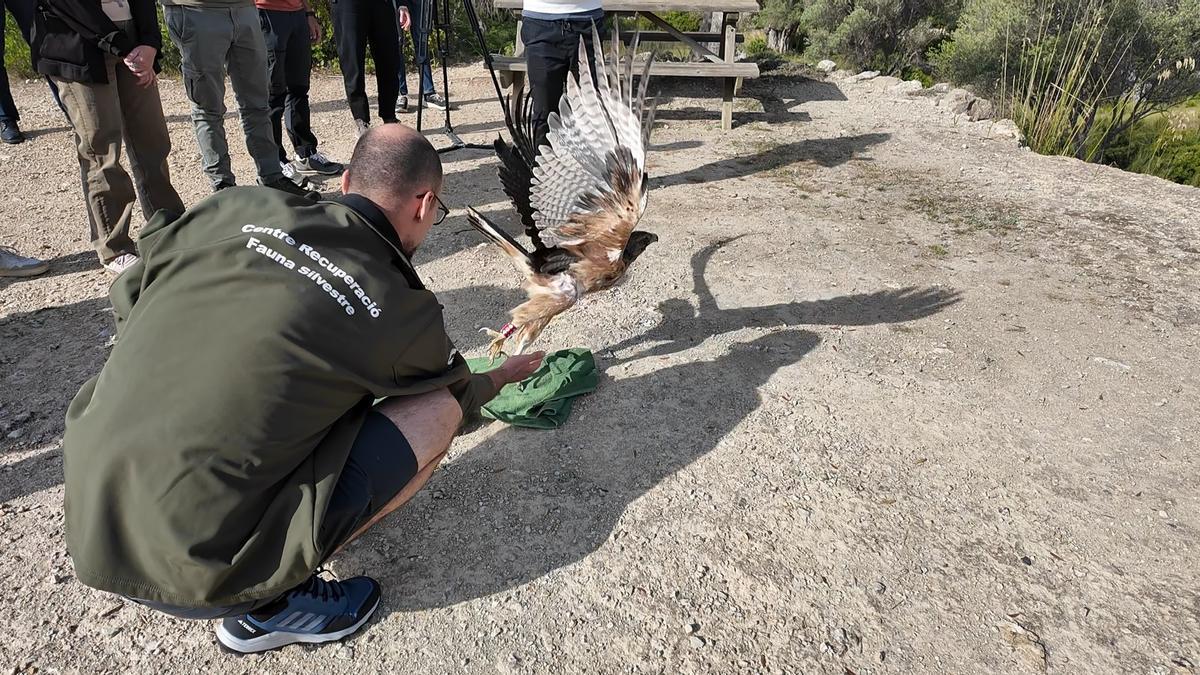 Suelta del águila 'coa barrada', este miércoles, en Galatzó