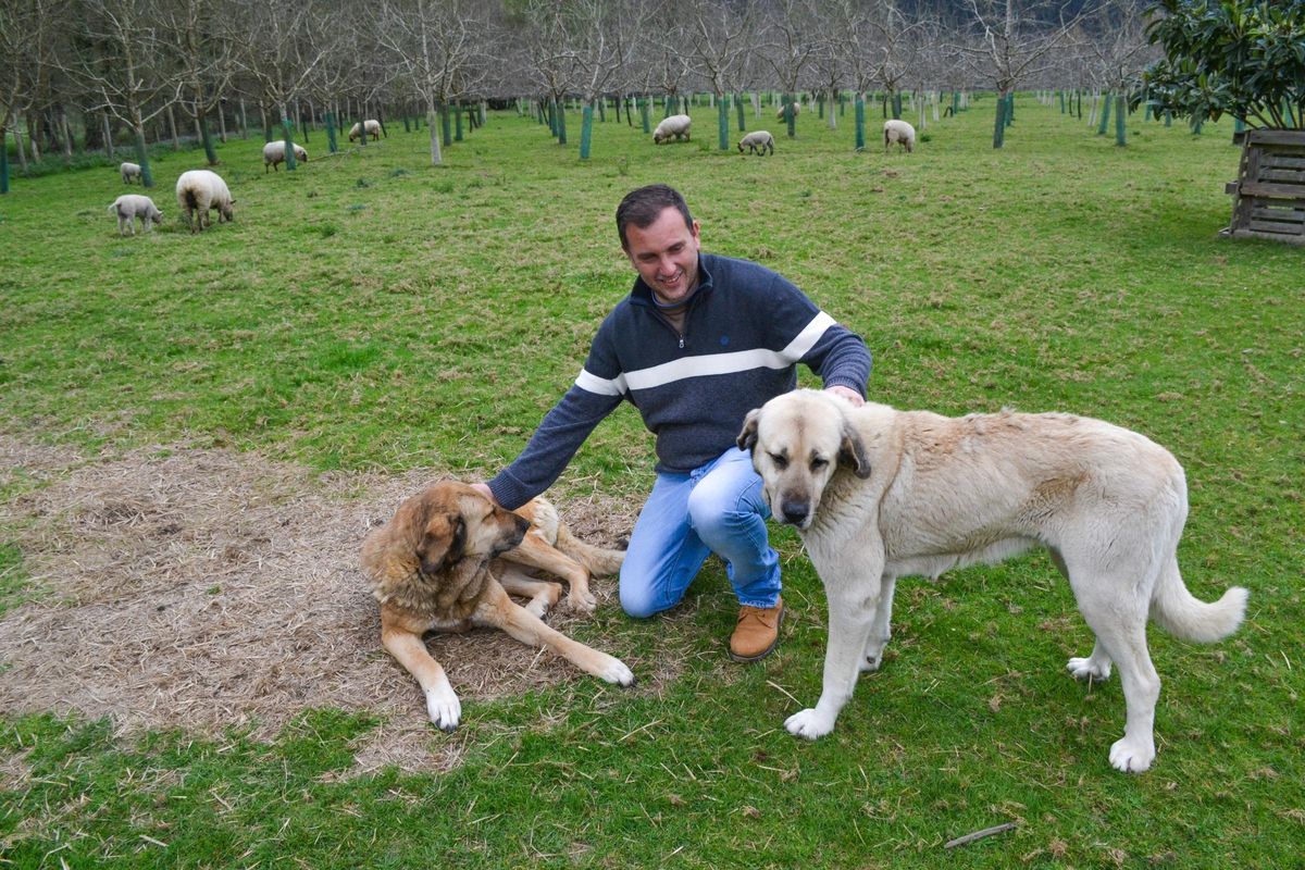 David Menéndez, con dos de sus perros mastines y las ovejas, en la pomarada.