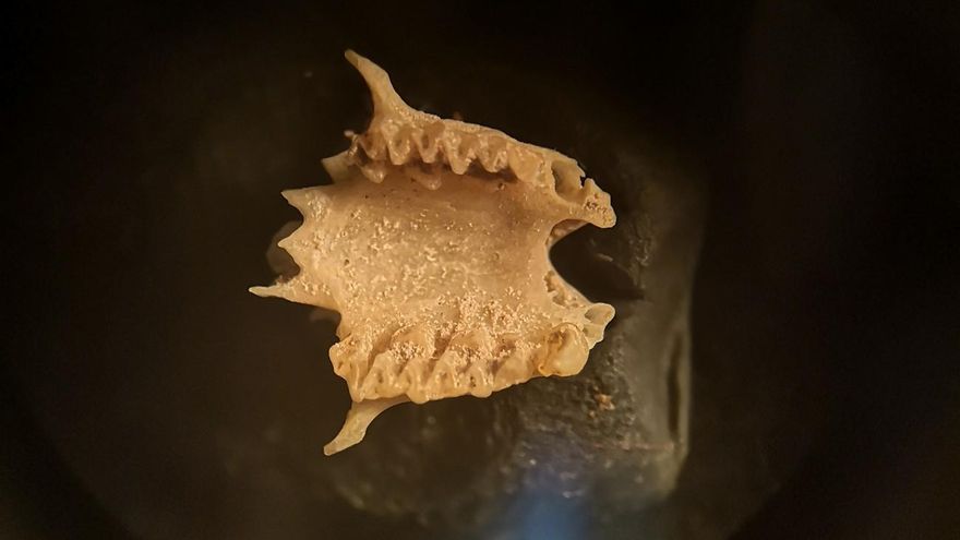 The fossil bat of the Canary Islands that raises an enigma about its disappearance