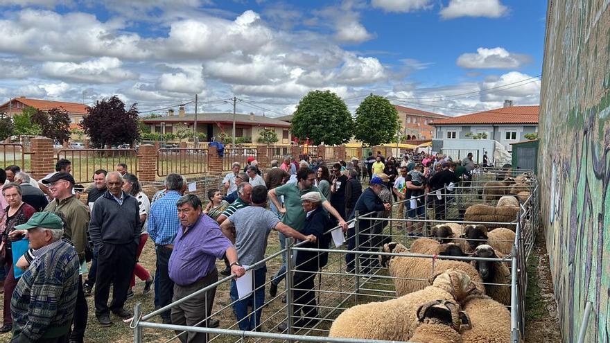 Pura sangre &quot;Castellana&quot; en Carbajales de Alba, en tiempos de sequía