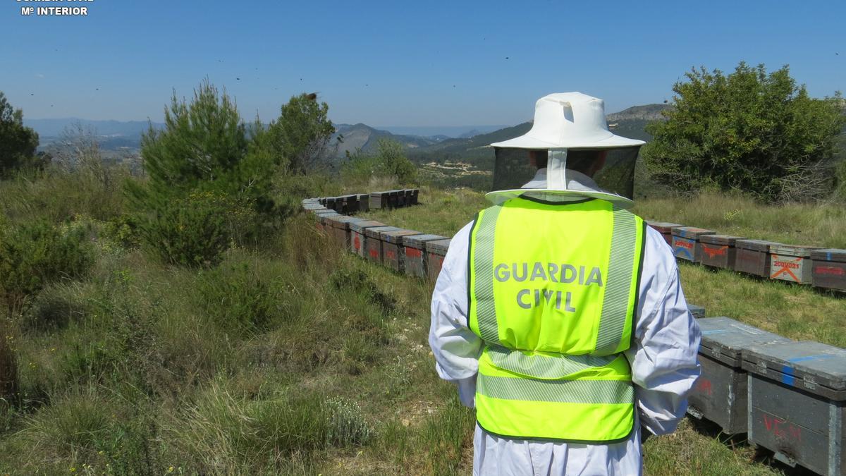 Simulan el robo de 1.200 colmenas para cobrar 96.000 euros del seguro -  Levante-EMV