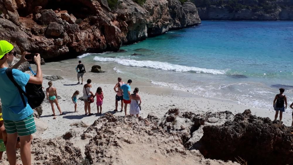 Invasión de medusas en Caló des Moro