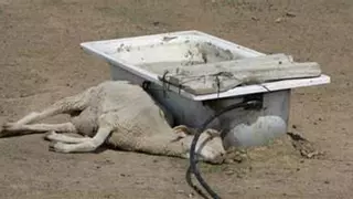 Apag Extremadura exige "soluciones urgentes" ante "la grave crisis" de la lengua azul