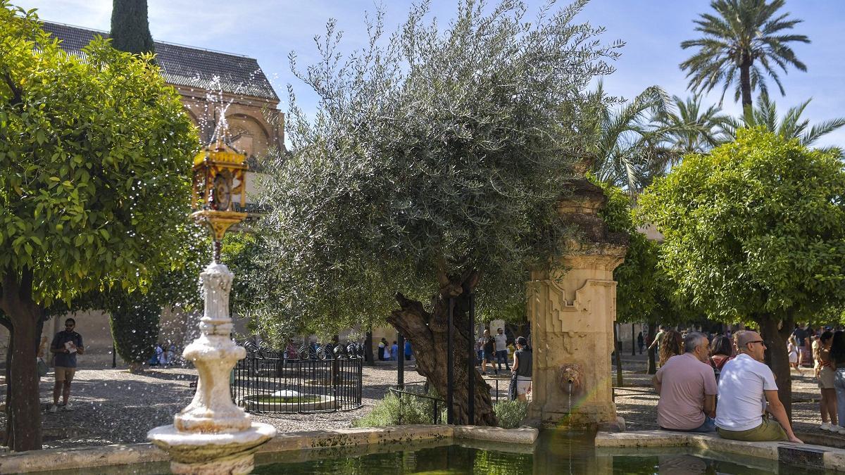 El único olivo plantado en el Patio de los Naranjos es de una variedad a la que se la ha denominado Ocal cordobesa.