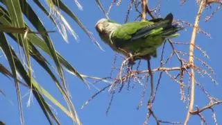 SEO/BirdLife identifica en València 50 especies de aves y cuatro de murciélagos