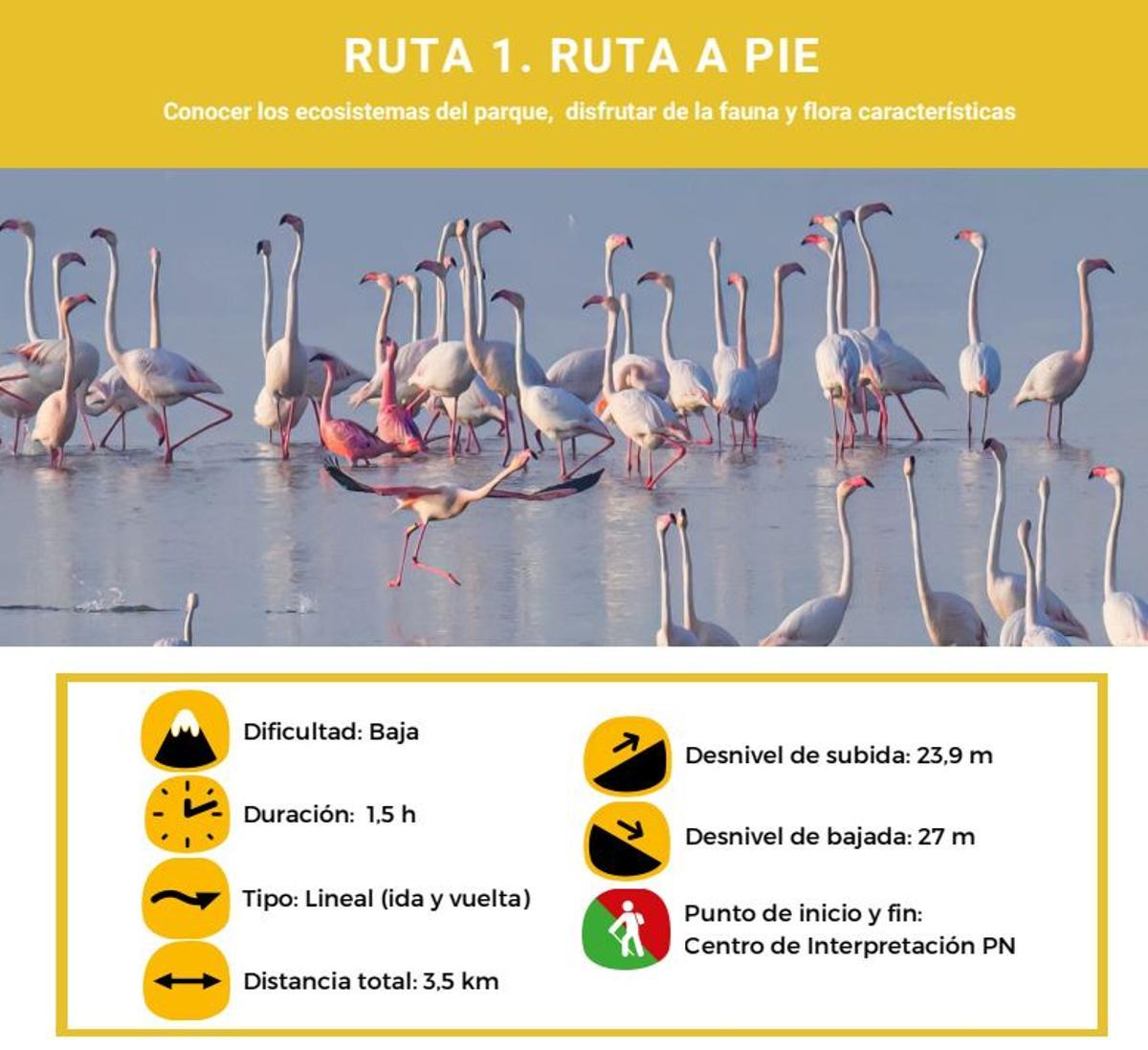 La ruta de la Laguna de La Mata: el paseo fácil donde ver flamencos en libertad