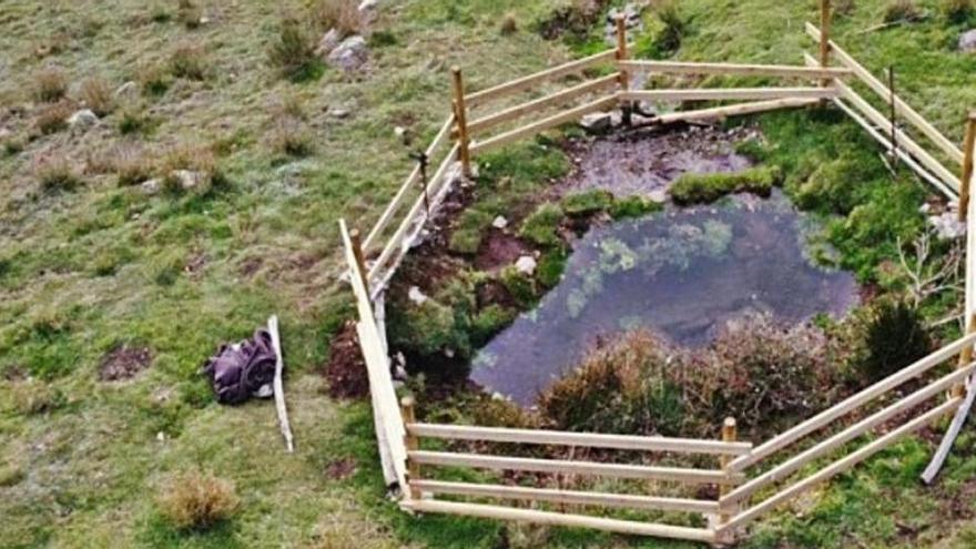 Una bassa al cim de l&#039;Albera conserva una granota en perill d&#039;extinció