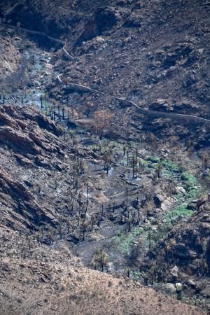 15-10-19 SUPLEMENTOS. ZONA CUMBRERA. ZONA CUMBRERA. Reportaje zonas quemadas tras dos meses. Reportaje triple entrega sobre el paisaje quemado, al cumplirse dos meses. La primera parte será Los tesosos de la Cumbre, en plan más positivo, con los brotes verdes, lugares que visitar. Un segundo con los héroes sin capa, sus protagonistas y una tercera con Lo que el fuego se llevó o Lo perdido, la parte más triste.  Fotos: Juan Castro.  | 15/10/2019 | Fotógrafo: Juan Carlos Castro