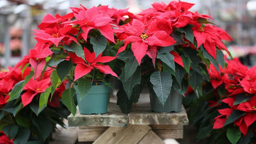 Como cuidar la flor de pascua en casa | Adelántate a la Navidad y decora tu  casa con las flores de Pascua de Lidl