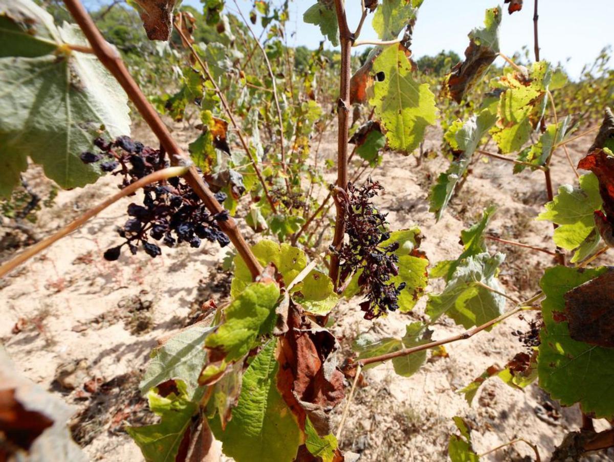 Viñedo del vino Terrazas del Norte, en Sant Joan, protegido por redes. | OJO DE IBIZA