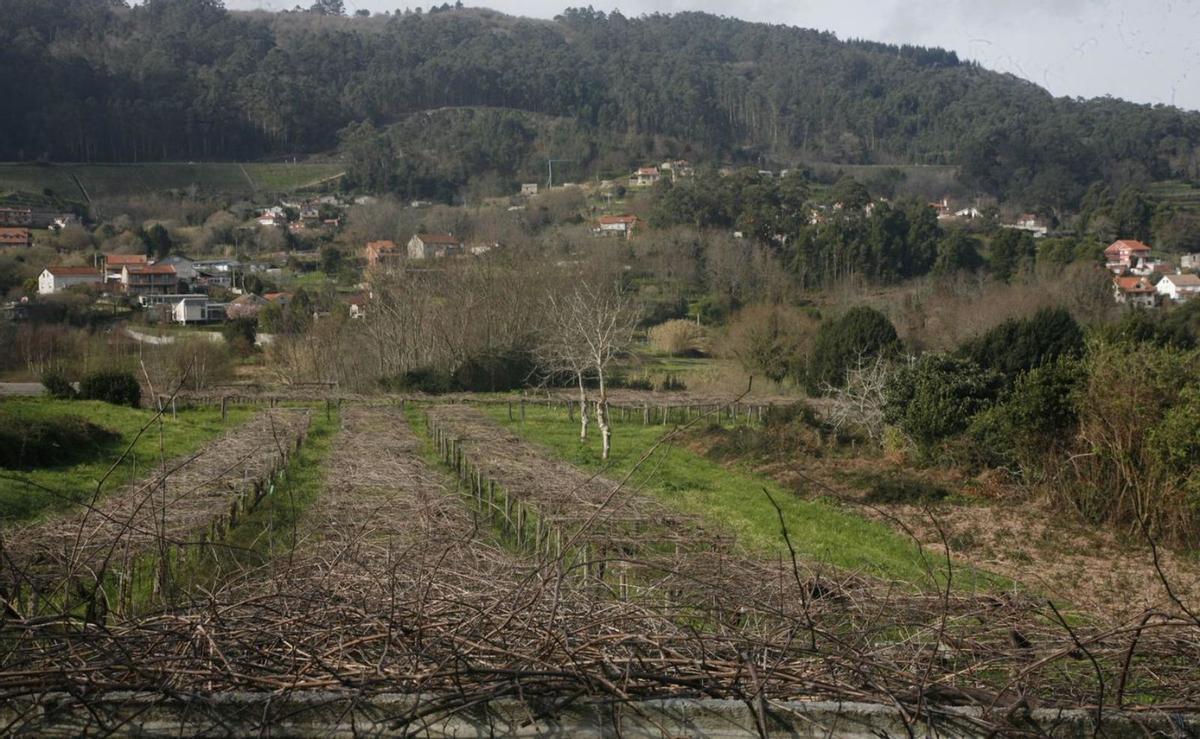 La viña de Trigás que genera la uva para producir el «Raigames». |  FdV