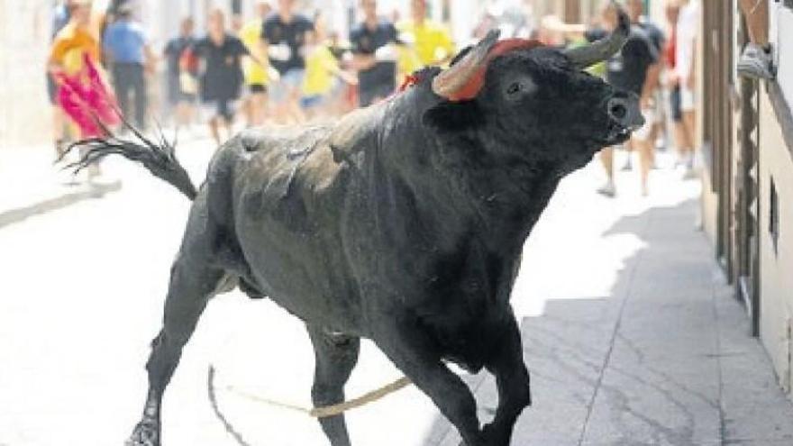 Equo reclama la eliminación del Toro de Cuerda de Carcabuey por maltrato animal