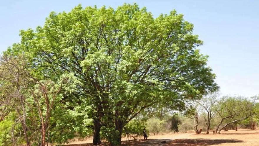 Funerals sostenibles: 30.000 arbres plantats per compensar el CO₂ dels serveis funeraris