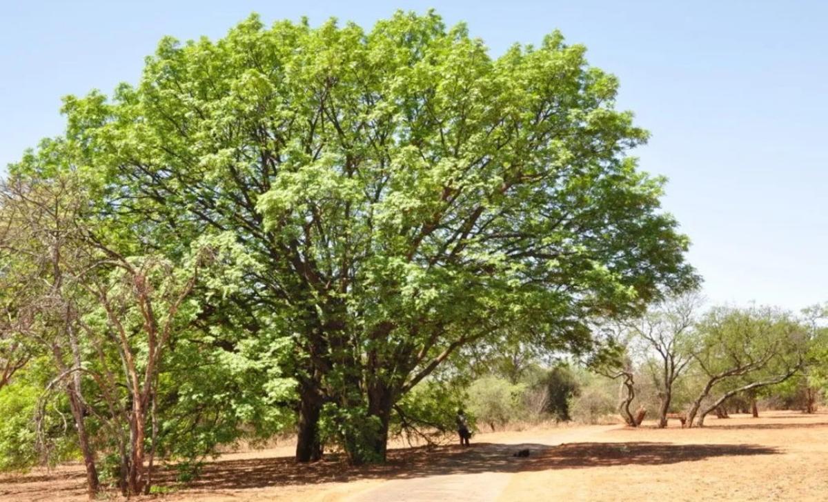 El projecte crea un llegat ambiental en homenatge als difunts i neutralitza les emissions del servei funerari.