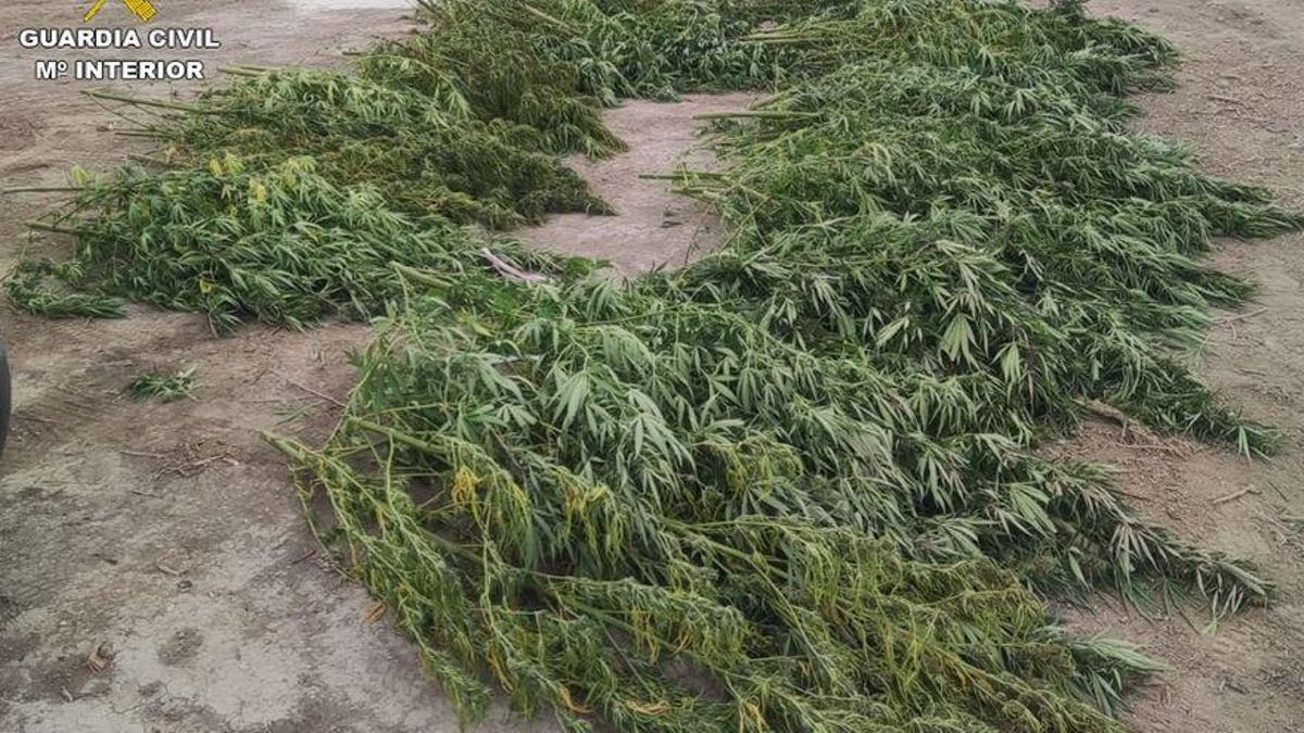 La incautación de la Guardia Civil ha sido de 400 plantas de marihuana y 2.450 gramos de cogollos.