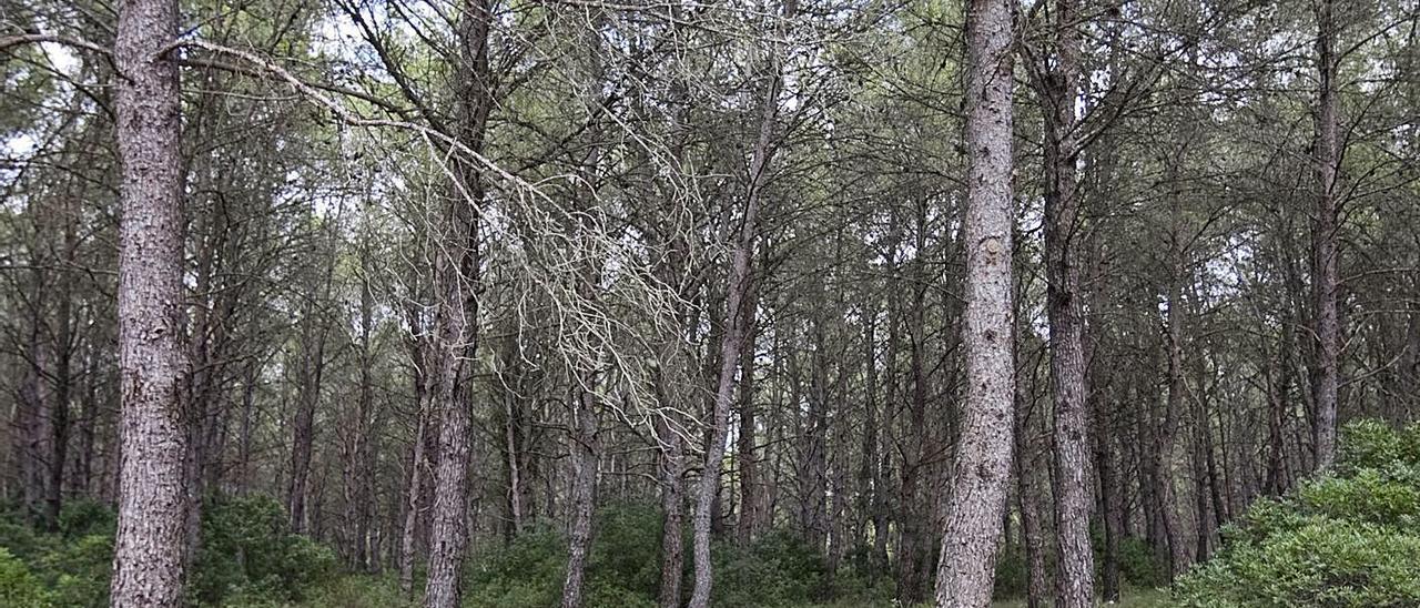 Bosque de pinos en un monte de la sierra de Enguera, afecta por la tala masiva. | PERALES IBORRA