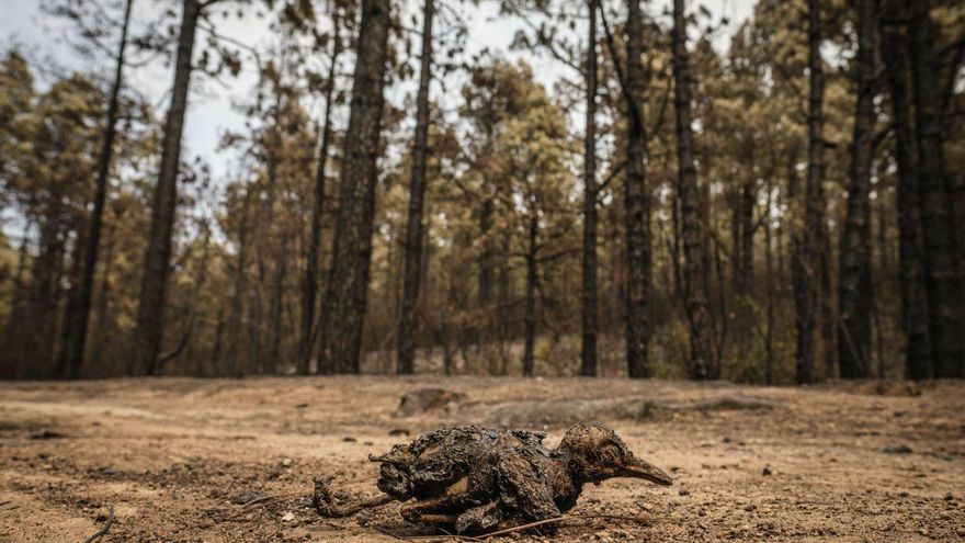 The hectares burned in the North fire, declared a catastrophic area